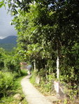 往石門甲村的村路, 路旁多荔枝樹, 還有芒果樹哩
DSC00340