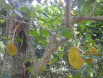 大樹菠蘿
DSC00348