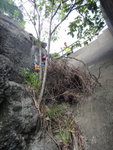 而且中間還有樹可借力
DSC00374