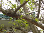 道場前一棵菩提樹, 葉有條長尾
DSC01121