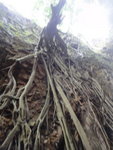 大樹根, 曾有隊友沿此樹根上攀哩
DSC01583