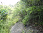 繼續沿水渠邊前行, 依然好密
DSC03310