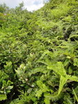 路哩?  其實係有路只是兩旁植物盛長遮路
DSC03462