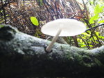 往右邊看有一只又圓又白又透光的菇菇
DSC07562