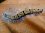 我的背囊竟有訪客 - 顏色鮮艷的毛毛蟲, 是否蝴蝶幼蟲哩
DSC07748