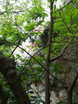 中途右望見黃Sir在攀石
DSC00569