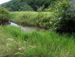 東灣坑, 其實是沼澤地帶
DSC00629