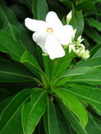 海芒果花
DSC01965