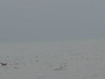 有乜睇哩, 原來有條中華白海豚尾(相左)
DSC02703