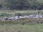 一群水牛在泥濘地中
DSC05693