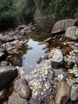 水中好多茶花哩
DSC00900