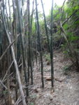 路穿竹林
DSC03237