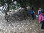 至鐵絲網便轉右穿林上少少山
DSC03263