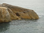 騎師墜馬的騎師, 隻馬呢?
DSC01055