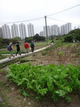 接行村路經農田
DSC05588