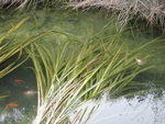 池有養有龜龜及錦鯉
DSC06585a