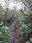 繼續沿山脊路前行, 有時要穿林, 有路只是有時兩旁植物遮路
DSC07924