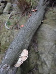 澗中一棵枯樹枝生有2種菌
DSC08131