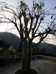 昂平營地下午茶後沿法門古道落山途中經十方道場門口的菩提樹
DSC01943