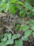 有只小蜥蝪
DSC09233_resize