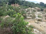 轉右穿草叢入獅壁石澗
DSC09234_resize