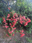杜鵑花
DSC09598_resize