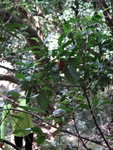不過道中一小樹有蜂巢
DSC09808