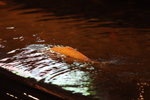 大堂內水池中養了多條大錦鯉
IMG_00140