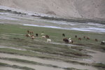往塔什庫爾幹途中, 開始見牛羊
IMG_02130