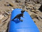 沙灘上竟然有只小恐龍
DSC01904