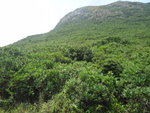 前望一片樹叢及西高山南崖
DSC03625