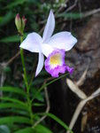 竹葉蘭
DSC07007
