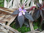 澗旁紫色小花
DSC00604