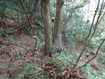 一入林己在一坡頂好企又多乾草碎石, 要過左邊落
DSC01366