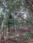 林坡雖企不過多樹可扶
DSC01484