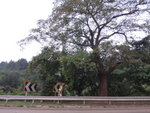 接馬路位就在大樹旁
DSC01546