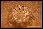 ?? -IMG_6906