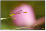 DSC_0052a2