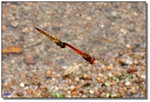 DSC_0153a1
