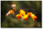 DSC_0025s1
