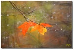 DSC_0049s1
