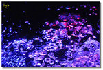 _DSC0493as