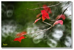 _DSC9115s1