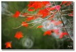 _DSC9126s