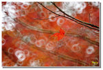 _DSC9263s1