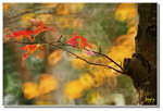 _DSC9265s1