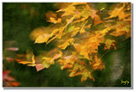 _DSC9268s1