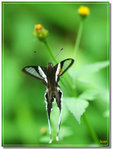 DSC_0100_a3v9b