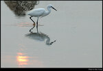 bird_20200426_03s