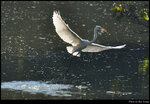 bird_20201107_01s